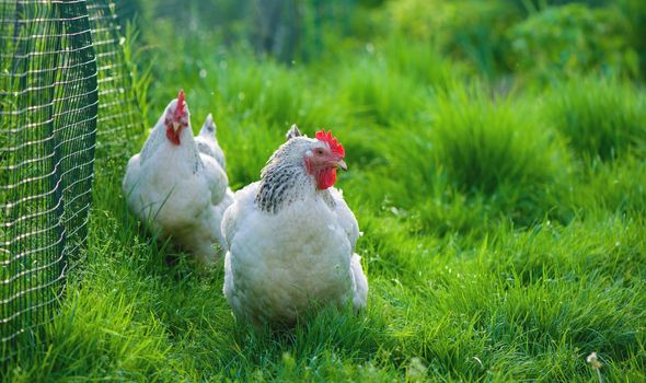 Rooster and Chickens. Free Range Cock and Hens.