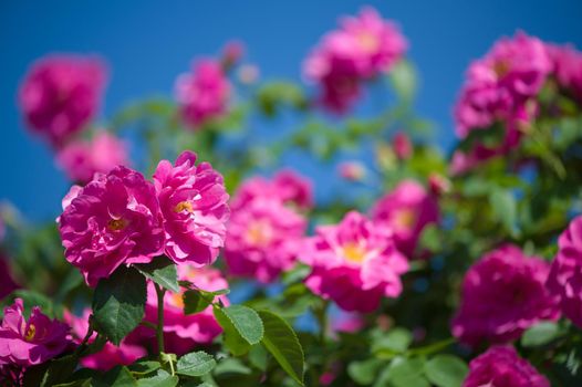 Beautiful pink climbing roses in spring in the garden