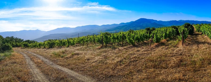panorama of the natural landscape with the road among the vineyards.