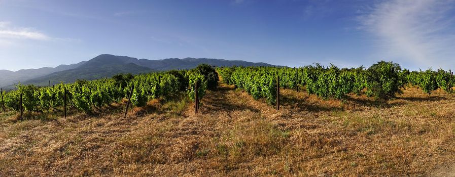 Panorama of vineyards on the background of the mountains under the blue sky.