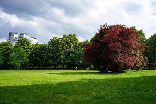 Kaliningrad , Russia. Park lawn with green grass and flowers on the background of beautiful chestnut and cherry trees.