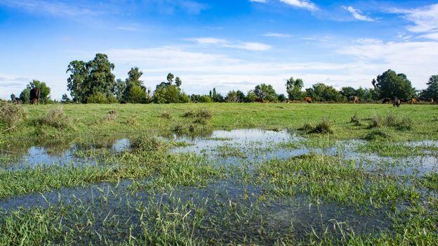 Natural landscape of a green field with puddles of water.