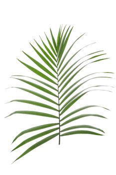 Beautiful tropical palm leaf on white background