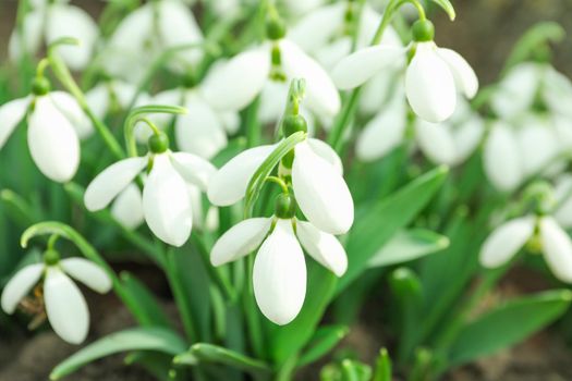 Beautiful spring snowdrop flowers (Galanthus nivalis), closeup