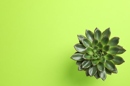 Beautiful succulent plant on color background, top view. Space for text