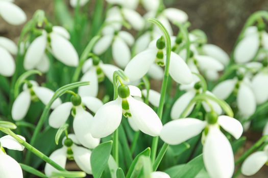 Beautiful spring snowdrop flowers (Galanthus nivalis), closeup