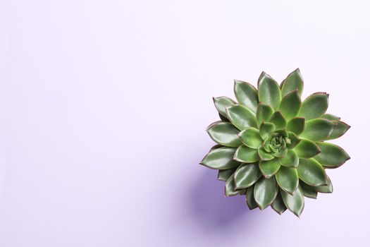 Beautiful succulent plant on color background, top view. Space for text