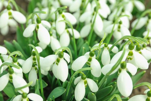 Beautiful spring snowdrop flowers (Galanthus nivalis), top view