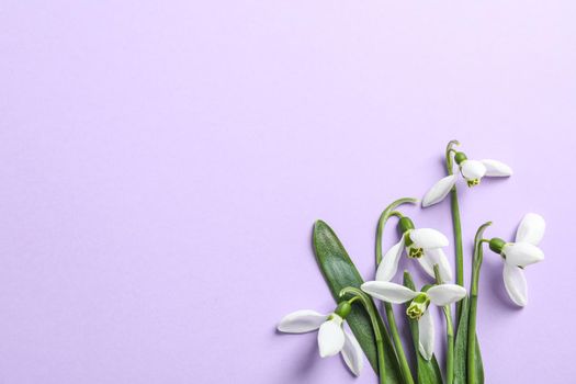 Beautiful spring snowdrop flowers on color background, space for text