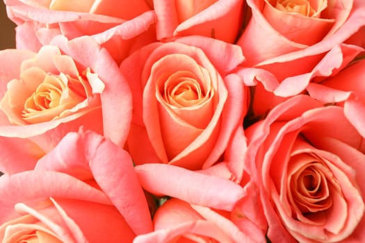 Beautiful fresh orange roses as background, closeup