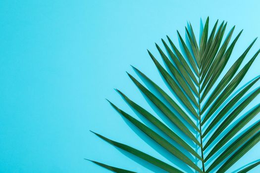 Beautiful tropical palm leaf on color background, space for text