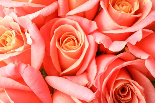 Beautiful fresh orange roses as background, closeup