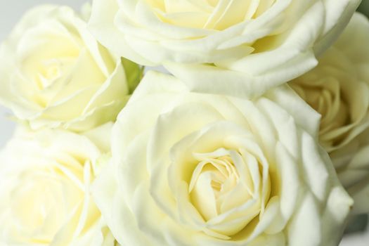 Beautiful fresh white roses as background, closeup