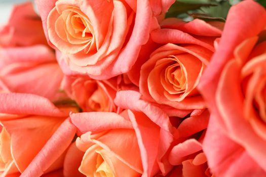 Beautiful fresh orange roses as background, closeup