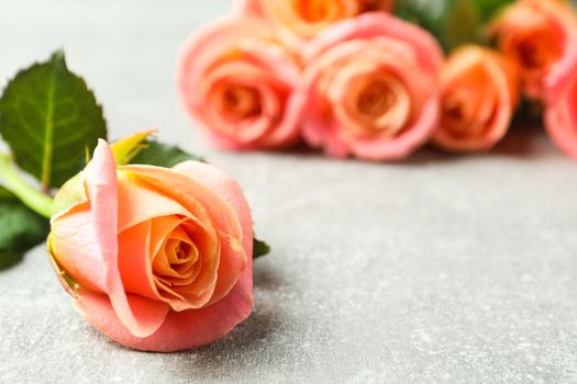 Fresh orange roses on grey background, closeup