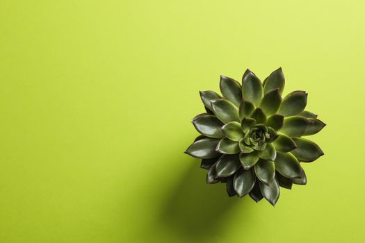 Beautiful succulent plant on color background, top view. Space for text