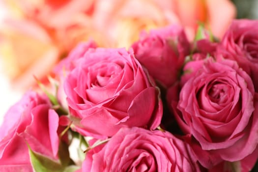 Beautiful fresh pink roses as background, closeup