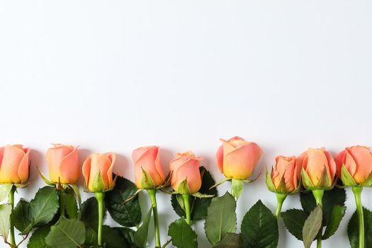 Beautiful fresh roses with space for text on white background, top view