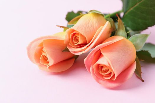 Beautiful fresh pink roses on white background, closeup