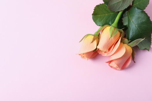 Beautiful fresh pink roses on white background, top view