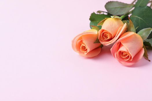 Beautiful fresh pink roses on white background, closeup