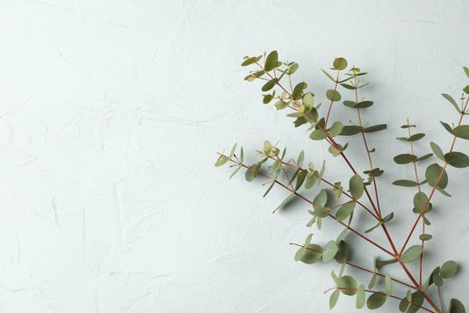 Green eucalyptus branch isolated on white background