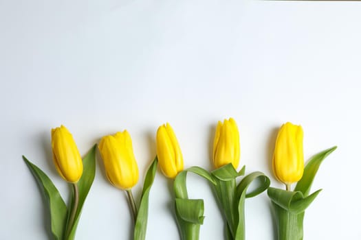 Composition with beautiful yellow tulips on light background. Space for text