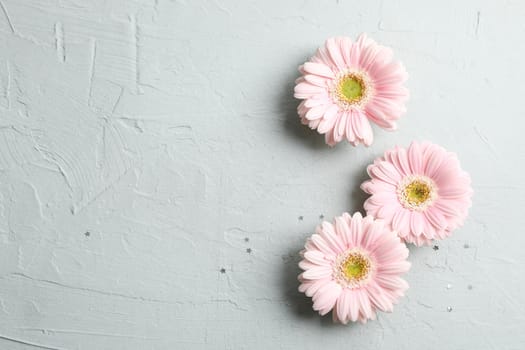 Beautiful pink gerbera flowers with little stars on gray background. Space for text