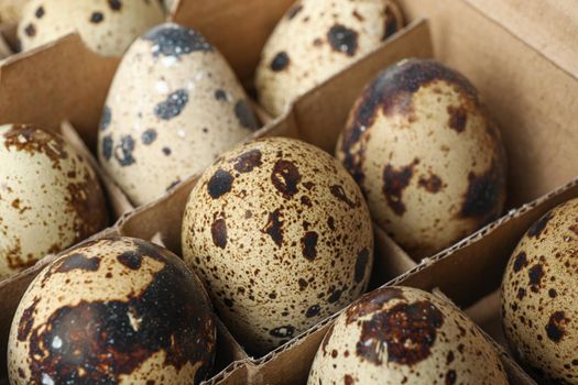 Quail eggs in carton box isolated on white background, closeup