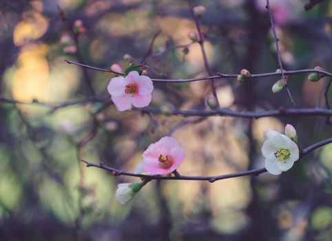 Blooming tree branches on a blurry background.