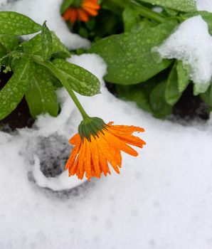 Marigold flowers in water drops on the first snow