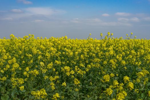 Natural landscape with a rapeseed field under the blue sky.