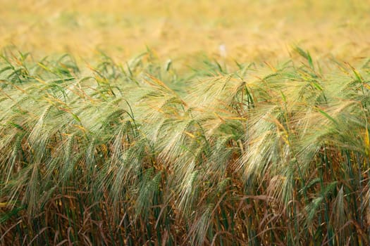 Wheat field. Agricultural field with different varieties of wheat, near Evpatoria. Cultivation of different varieties of grain crops
