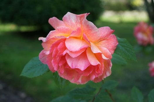 Flower lush orange rose on a blurred green background.