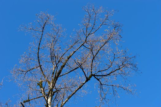 Tree branches without leaves against the blue sky