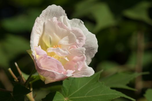 Pink cream large hibiscus flower on a background of dark green leaves