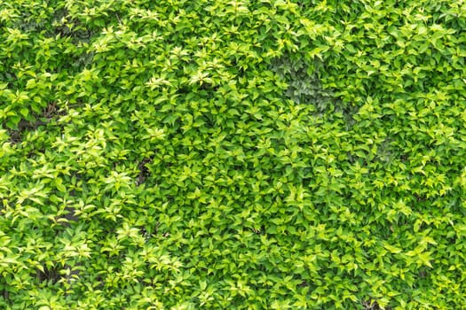 Natural background of green leaves on a Sunny day