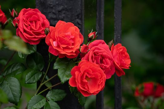 Red Roses on a bush in a garden.