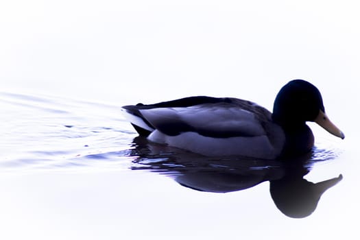 Duck silhouette swimming in a lake. Sunset