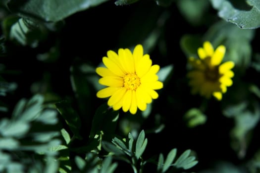 Set of yellow daisies on the grass. No people
