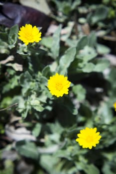 Set of yellow daisies on the grass. No people