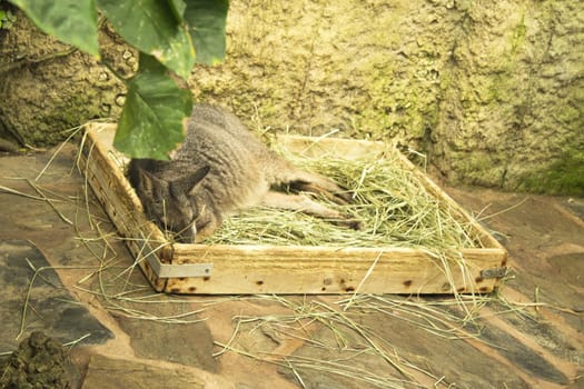 Tammar Wallaby Kangaroo sleeping in wooden box with herbs. No people