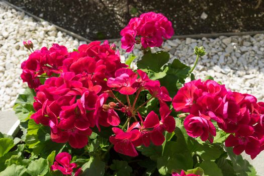 flowers bright pink geranium with green leaves on a bed sprinkled with white decorative stones.