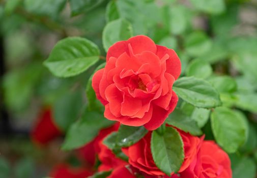 Red roses on a green blurred background of leaves. Beauty of nature.