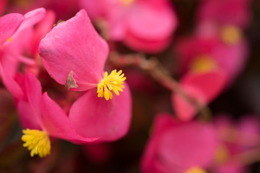 Pink floral background with flowers of begonia closeup