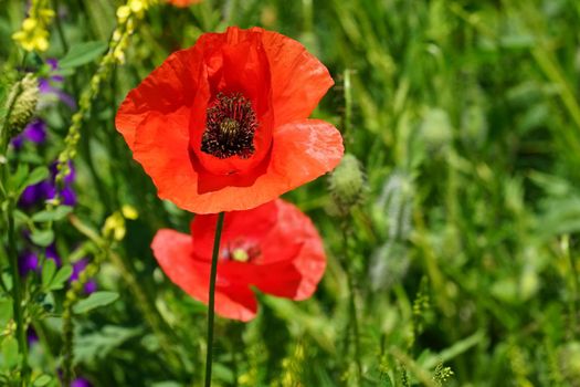 poppy flower on the background of the green juicy grass