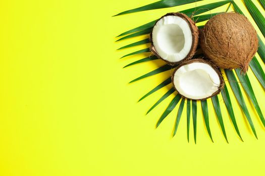 Two coconut one of which split with palm branch on color background