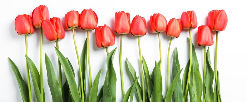 Composition with beautiful red tulips on white background. Spring flowers