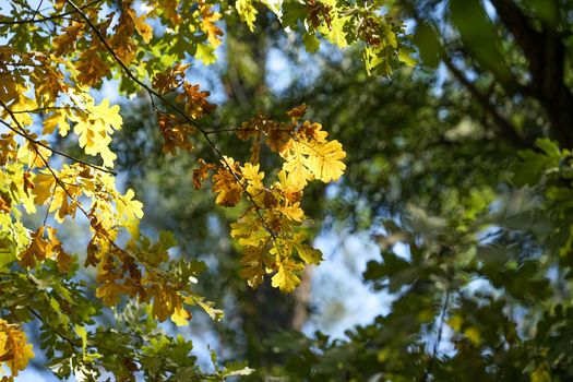 Autumn yellow oak leaf on a long branch on a background of green leaves of the tree.