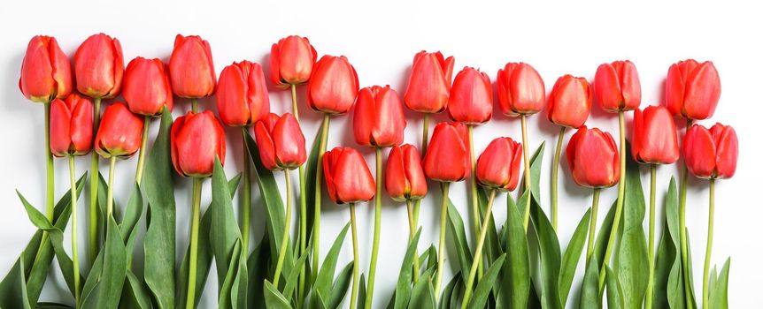 Composition with beautiful red tulips on white background. Spring flowers